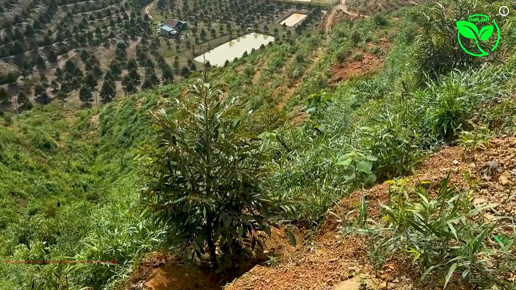 cay sau rieng trong sau 1 nam